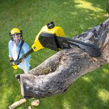 Best Arborist Consultation Services  in Prosperity, WV